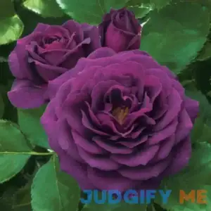 Ebb Tide Floribunda Rose