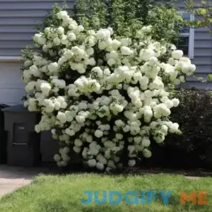 Old Fashion Snowball Buy 1 Get 1 Free