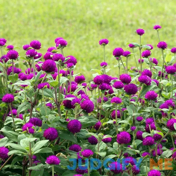 2000 Purple Globe Amaranth Seeds HOA CГєc BГЎch Nhбєt 2000 Purple Globe Amaranth Seeds HOA CГєc BГЎch Nhбєt