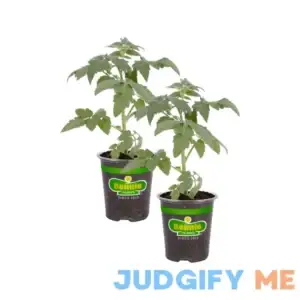 Bonnie Plants Original Tomato