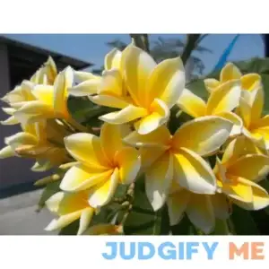 Plumeria Frangipani Cutting Rubra Yellow 10"-12" Discount Hawaiian Gifts