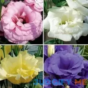 Lisianthus Flower Seeds Mix Long Lasting Annual