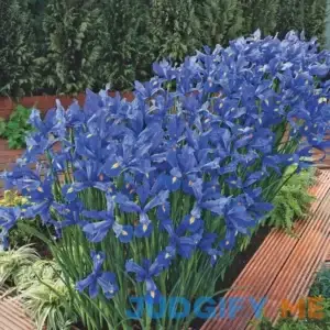 Discovery Dutch Iris 25 Per Package Blue Iris hollandica 'Discovery