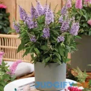 Lil' Lavender Butterfly Bush 2.5 Quart