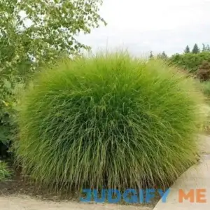 Maiden Grass - 1 Gallon Pot