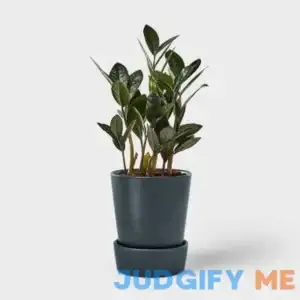 "Hilton Carter for Target Live 5"" Black ZZ Plant Houseplant