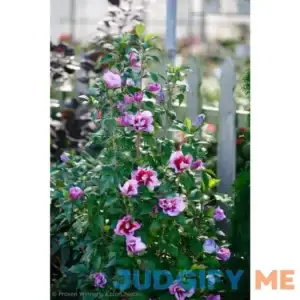 Purple Pillar Rose of Sharon Live Shrub