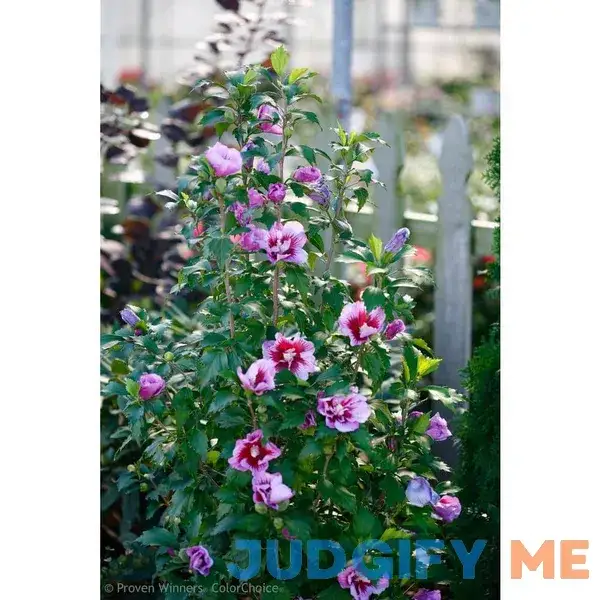 Purple Pillar Rose of Sharon Live Shrub Purple Pillar Rose of Sharon Live Shrub