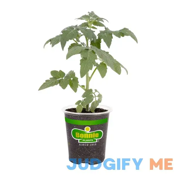Bonnie Plants 19.3 oz. San Marzano Tomato Plant Bonnie Plants 19.3 oz. San Marzano Tomato Plant