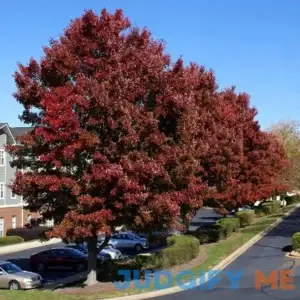 BrighterBlooms.com American Red Maple Tree