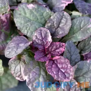 Burgundy Glow Ajuga - Flat of 24 Plants