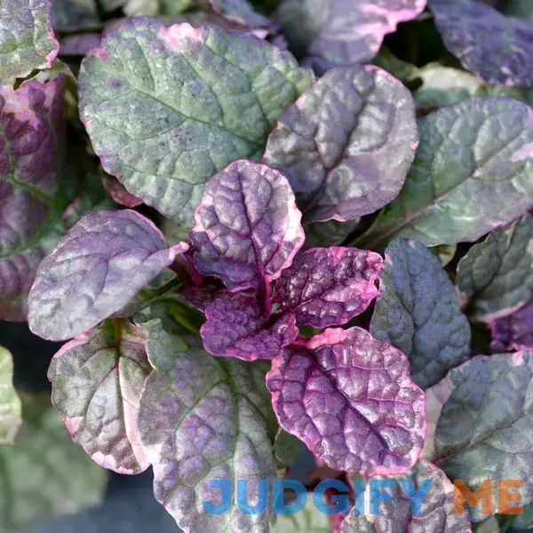 Burgundy Glow Ajuga - Flat of 24 Plants Burgundy Glow Ajuga - Flat of 24 Plants