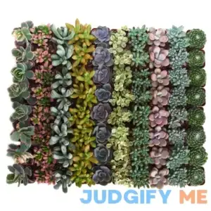 Pastel Mini Succulents in Bulk 40 Pack