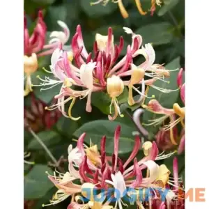 Serotina Pre-Potted Honeysuckle | Holland Bulb Farms