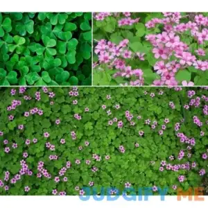 200+ Lucky Clover Flower Seeds Meadow Fields Creeping Plants Rare Wild Grass
