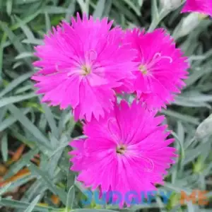 QAUZUY GARDEN 100 Seeds Pink Dianthus Cheddar Pinks Carnation Sweet William Seeds Perennial Flower Heirloom Ground Cover Easy to Grow