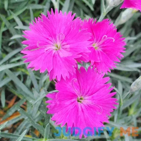 QAUZUY GARDEN 100 Seeds Pink Dianthus Cheddar Pinks Carnation Sweet William Seeds Perennial Flower Heirloom Ground Cover Easy to Grow QAUZUY GARDEN 100 Seeds Pink Dianthus Cheddar Pinks Carnation Sweet William Seeds Perennial Flower Heirloom Ground Cover Easy to Grow