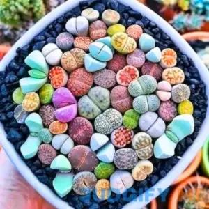 Lithops Live Plants Mix Lithop Succulents Plants Live Bulk