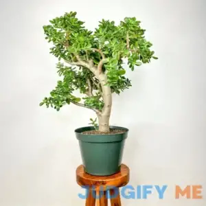 Jade Tree | Succulent Bonsai Tree | Unique House Plants Medium | Medium