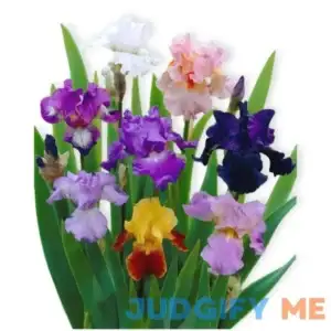 Easy to Grow Bearded Iris Califlora 'Colorful Mix' Plant Bulbs (3 Pack) - Mixed Color Flowering Blooms in Spring & Fall Gardens
