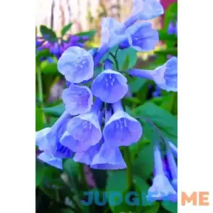 Virginia Bluebells Buy 1 Get 1 Free