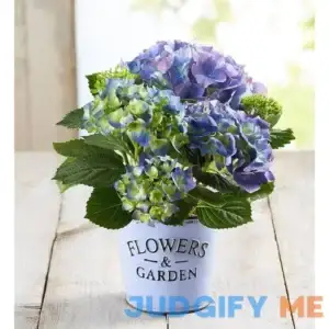 1-800-Flowers Garden Hydrangea