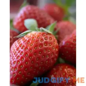 Ozark Everbearing Strawberry Plant | Holland Bulb Farms