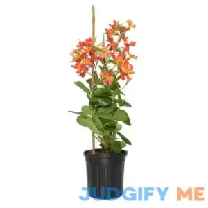 2.5 qt. Dipladenia Diamantina Opal Orange Coral Plant in Grower Container