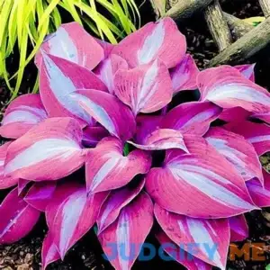 QAUZUY GARDEN 100 Rare Hostas (Plantain Lily) Seeds for Planting | Attract Pollinators & Striking Showy Shade Garden Flower for Balcony Garden