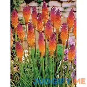 Orange Purple Hot Poker Seed