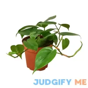 Philodendron Cordatum Heartleaf