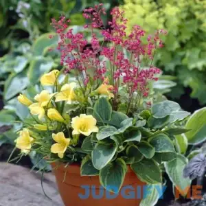 Van Zyverden Perennial Patio Container Collection Set of 3 Roots