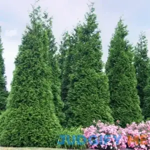 'Green Giant' Arborvitae/Thuja | 3ft | One Gallon