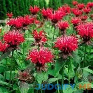 25+ Red Monarda Bee Balm Flower Seeds / Perennial