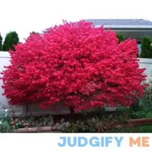 2 Burning Bushes Plants Live 6 to 12 inches Bareroot Euonymus Alat