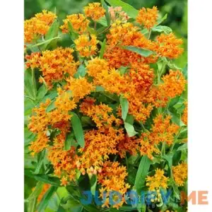 Butterfly Weed | Holland Bulb Farms