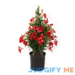 Sun Parasol 10" Crimson Mandeville - Each