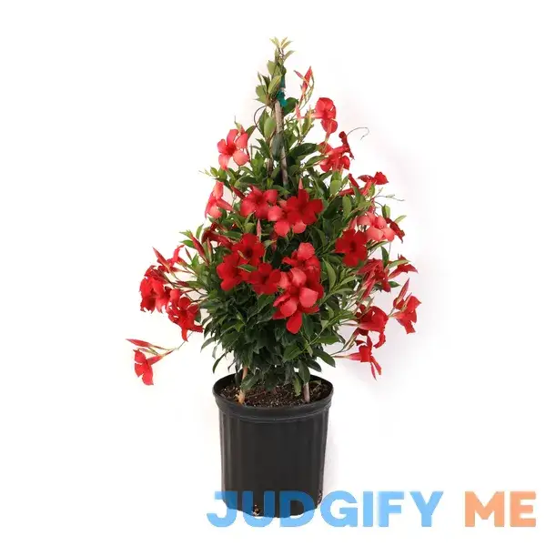 Sun Parasol 10" Crimson Mandeville - Each Sun Parasol 10" Crimson Mandeville - Each