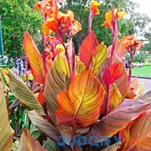 Phasion Giant Variegated Canna Lily Dormant Flowering Bare Root Bulbs