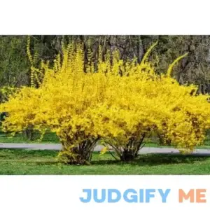 Weeping Forsythia Bush Seeds for Planting