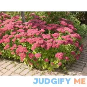 1 Gal. Autumn Joy Stonecrop Shrub