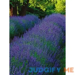 Lavandula Phenomenal Perennial Plant by Bluestone Perennials