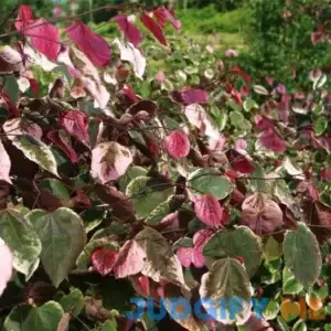 Carolina Sweetheart Redbud Tree One of the Only Tri-Color Redbuds Available