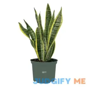 Nature's Way Farms Sansevieria Laurentii Live Plant