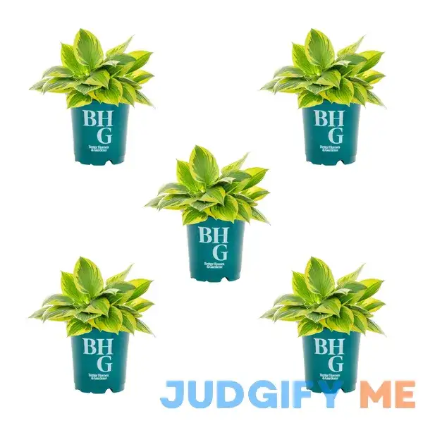 Better Homes & Gardens QT Multicolor Hosta Live Plant Grower Pot Shade Better Homes & Gardens QT Multicolor Hosta Live Plant Grower Pot Shade