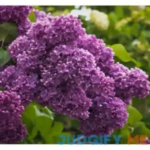 Spectacular Purple Lilac Potted Plant
