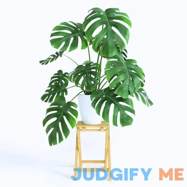 Monstera Deliciosa Live Plant Monstera Deliciosa Live Plant