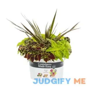 Better Homes & Gardens 1.5g Multicolor Coleus Mix Live Plants with Grower Pot