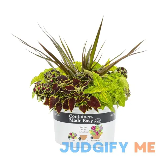 Better Homes & Gardens 1.5g Multicolor Coleus Mix Live Plants with Grower Pot Better Homes & Gardens 1.5g Multicolor Coleus Mix Live Plants with Grower Pot