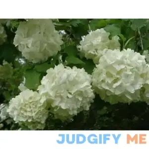 Old Fashion Snowball Viburnum in an ABP Container